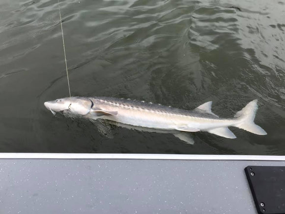 Sturgeon