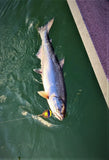 Barbless Siwash Grabber Hook