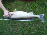 8832TUE Sickle Hook take a nice lower Columbia Walleye