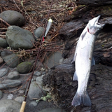 Maruto Barbed Sickle Hook