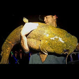 Catfish Advantage Maruto Circle Hooks