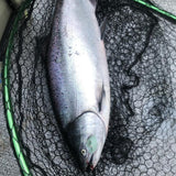 RED Barbed Sickle by Maruto