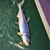 Barbless Siwash Grabber Hook