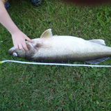 Maruto Barbed Sickle Hook