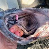 Barbed Maruto Sickle Hook UV Pink