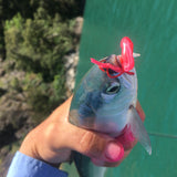 RED Barbed Sickle by Maruto