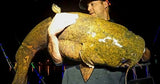 Pro Staffer Joe Granata holding a hog Flattie taken with our 348 Circle